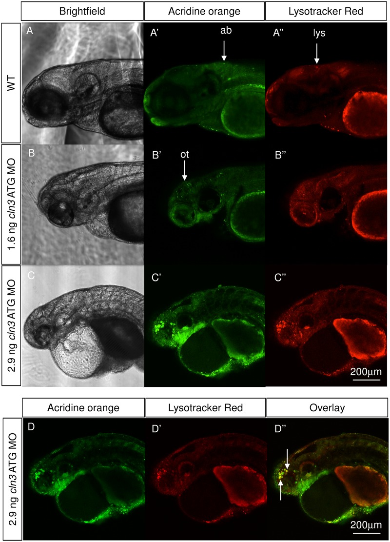 Fig 8