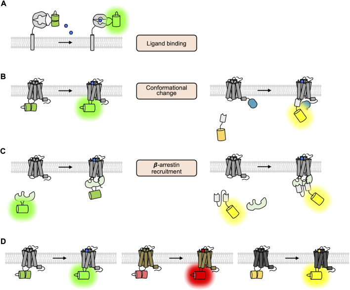 FIGURE 3