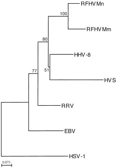 FIG. 1