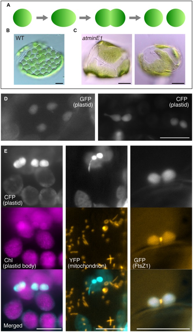 FIGURE 1