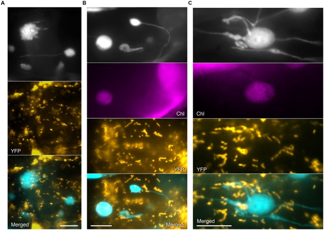 FIGURE 4