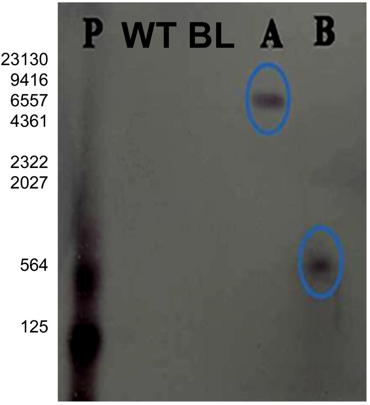 Fig. 5