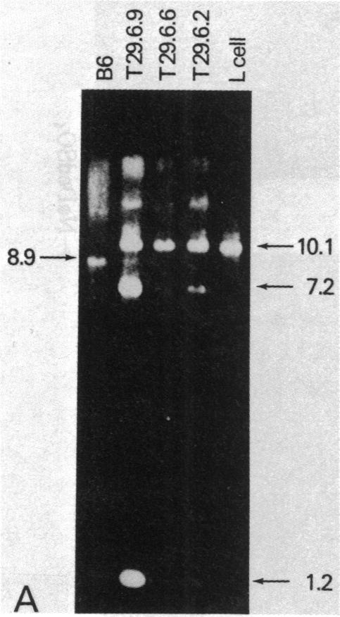 graphic file with name pnas00634-0240-a.jpg