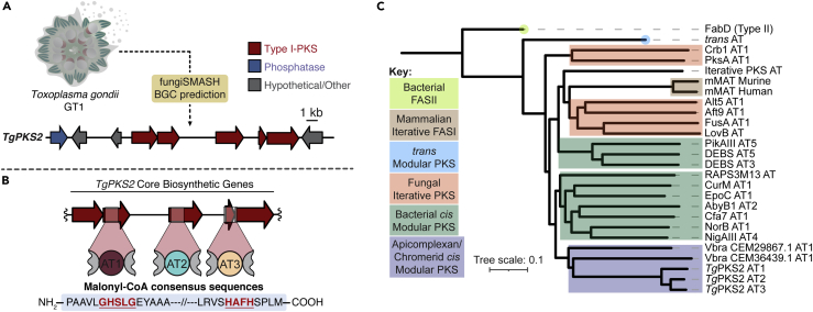 Figure 2