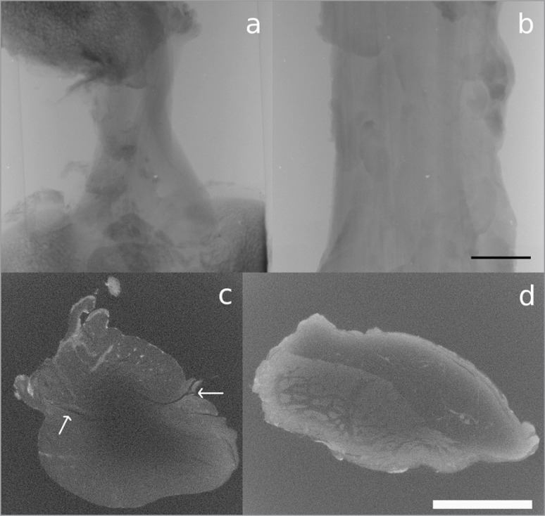 Figure 4 A–D.