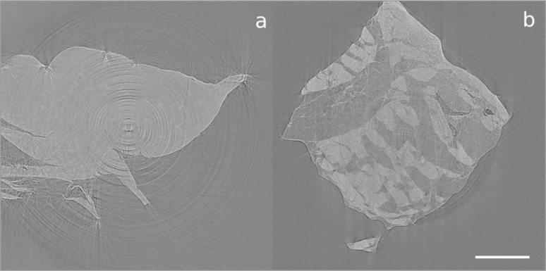 Figure 7 A–B.