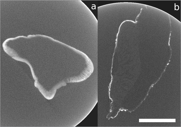 Figure 3 A–B.