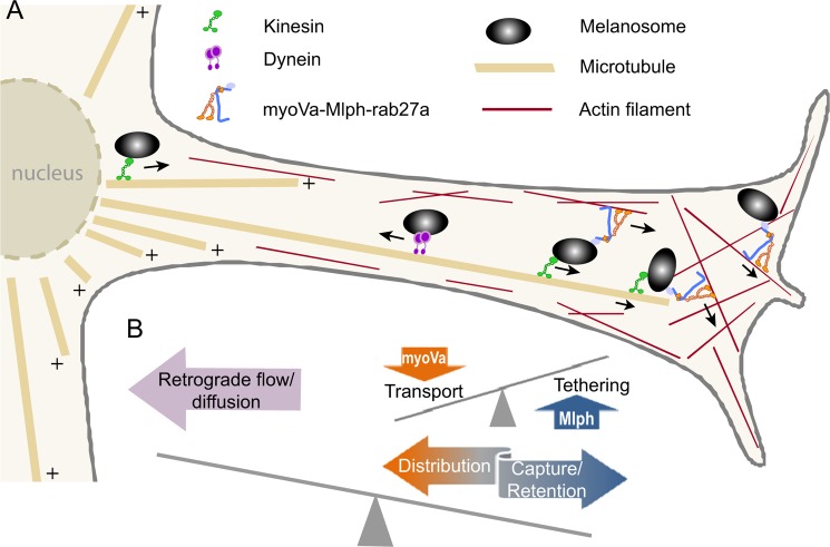 FIGURE 9.