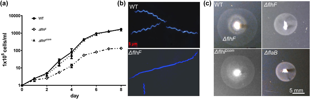 FIGURE 2