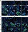 Fig. 10