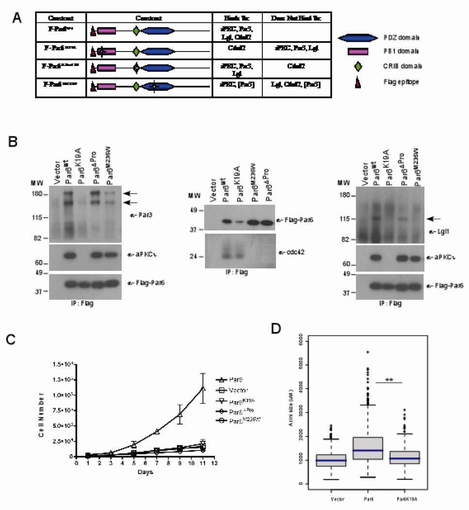 The Polarity Protein Par6 Induces Cell Proliferation and Is ...