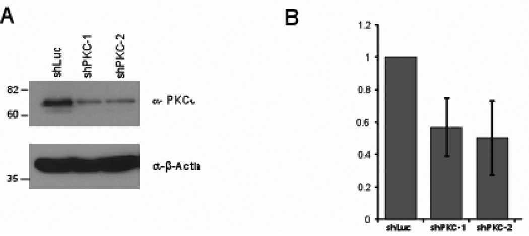 The Polarity Protein Par6 Induces Cell Proliferation and Is ...