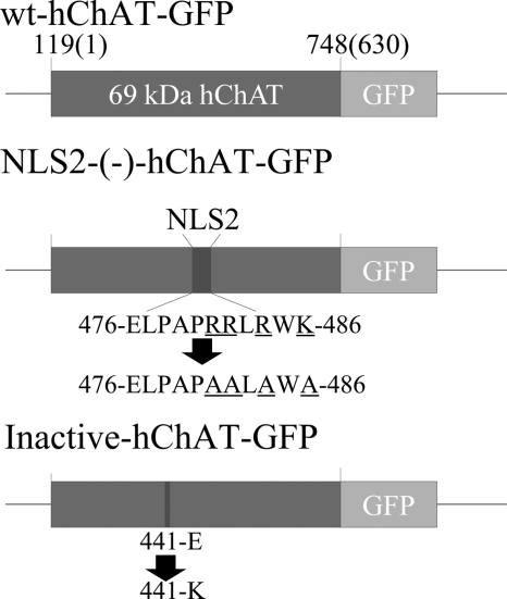 FIGURE 1.