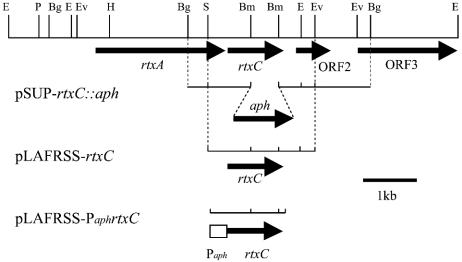 FIG. 1.