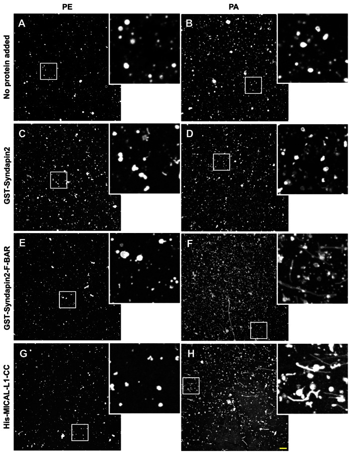 FIGURE 6: