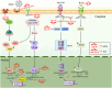 PRRSV gains entry into cells by binding to cellular receptors, which initiates the dysregulation of 17 non-coding RNAs within the cell, including let-7 family, miR-181c, miR-150, miR-331-3p, miR-210, miR-23, miR-122, miR-218, let-7f-5p, miR-506, miR-124a, miR-142-3p, miR-10a, miR-125b, miR-26a, lncRNA-MAHAT, and LNC_000397. These dysregulated non-coding RNAs target or modulate host factors associated with virus replication in the RLR signaling pathway, NF-κB signaling pathway, and JAK-STAT signaling pathway, such as IL-6, CD163, SOCS1, TNF-α, STAT1, IRF3/7, SOCS3, MYH9, CD151, CD163, Rac1, SRP14, NF-κB signaling pathway, IFN-I pathway, ZNF34/DDX6, ISG15/MX1/RSAD2, thereby inhibiting PRRSV replication.