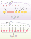 (a) In PRRSV infection, nine host miRNAs, including let-7 family, miR-181c, miR-130b, miR-150, miR-331-3p, miR-210, miR-23, miR-378, miR-505, inhibit viral replication by directly targeting the PRRSV genome or PRRSV proteins. (b) Ten host miRNAs, including miR-30c, miR-142-5p, miR-382-5p, miR-541-3p, miR-373, miR-296-3p, miR-29a, miR-376b-3p, miR-22, miR-24-3p, promote PRRSV replication by targeting JAK1/IFNAR2, FAM134B, HSP60, IRF7, IRF1, IRF1/TNF-α signaling, AKT3, TRIM22, and HO-1, respectively; Additionally, one host lncRNA-LOC103222771 facilitates PRRSV replication by modulating Claudin-4.