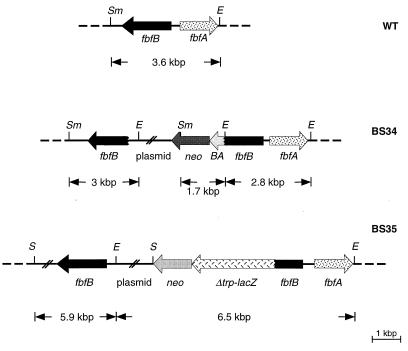 FIG. 5