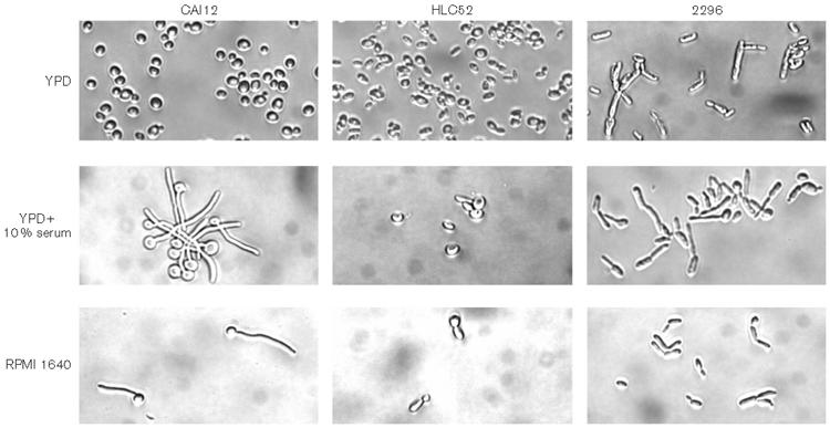 Fig. 8