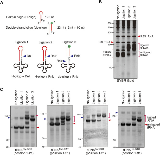 FIGURE 3