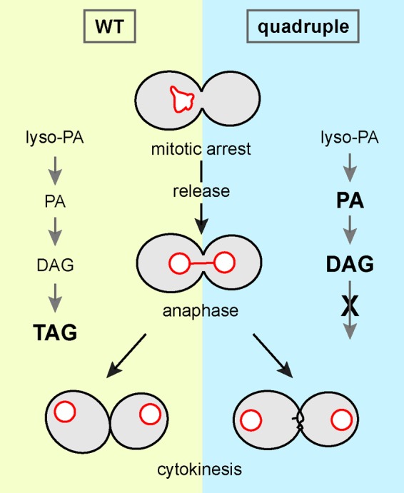 FIGURE 9: