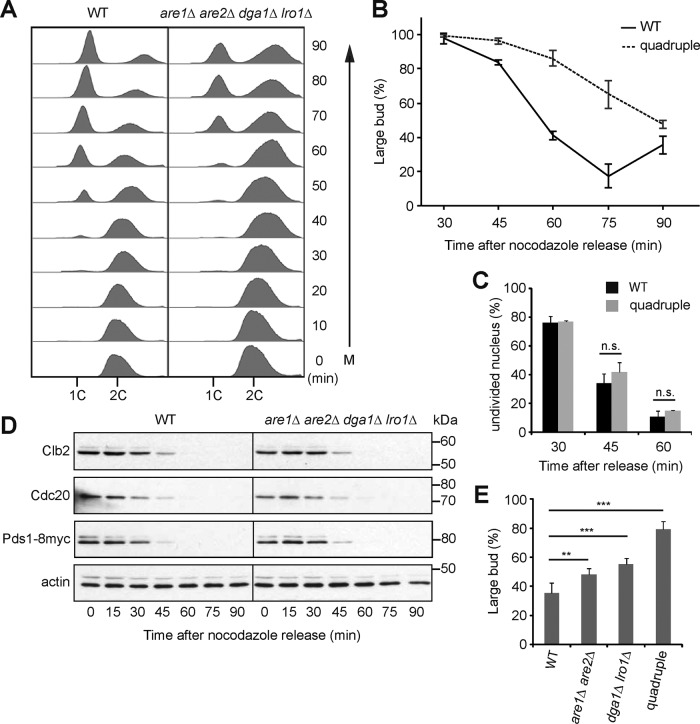 FIGURE 1: