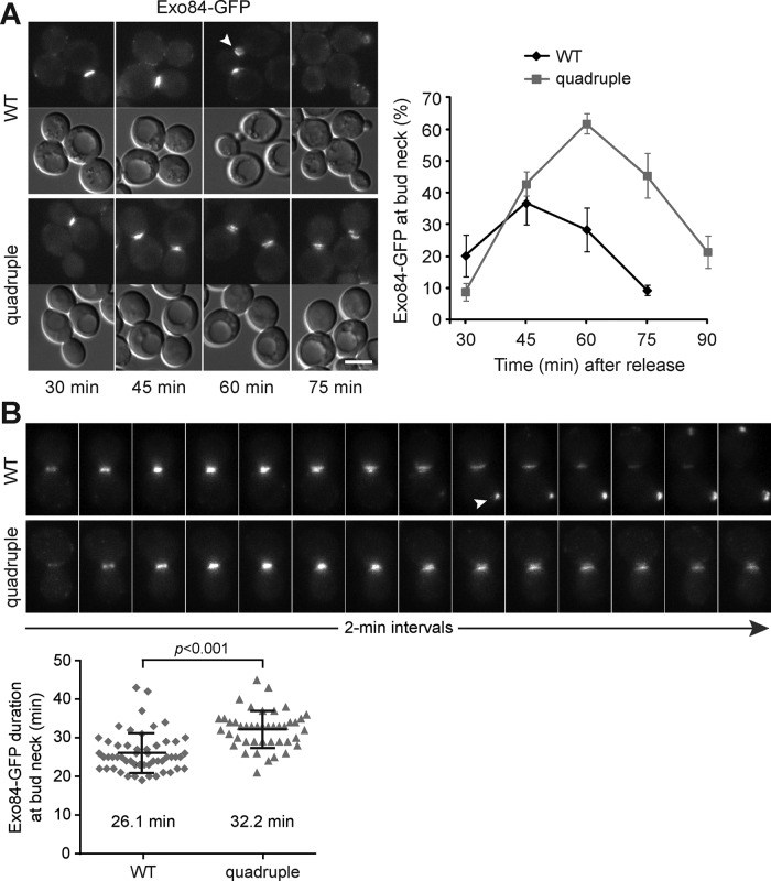 FIGURE 5: