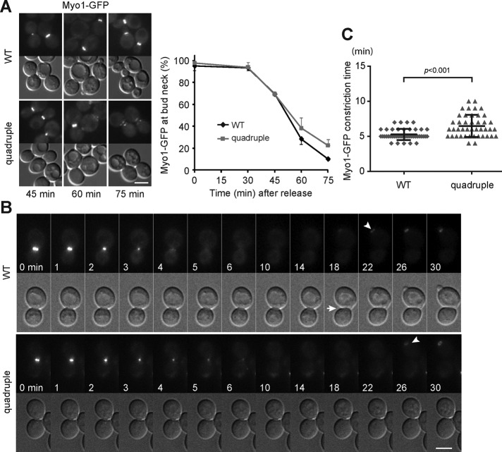 FIGURE 4: