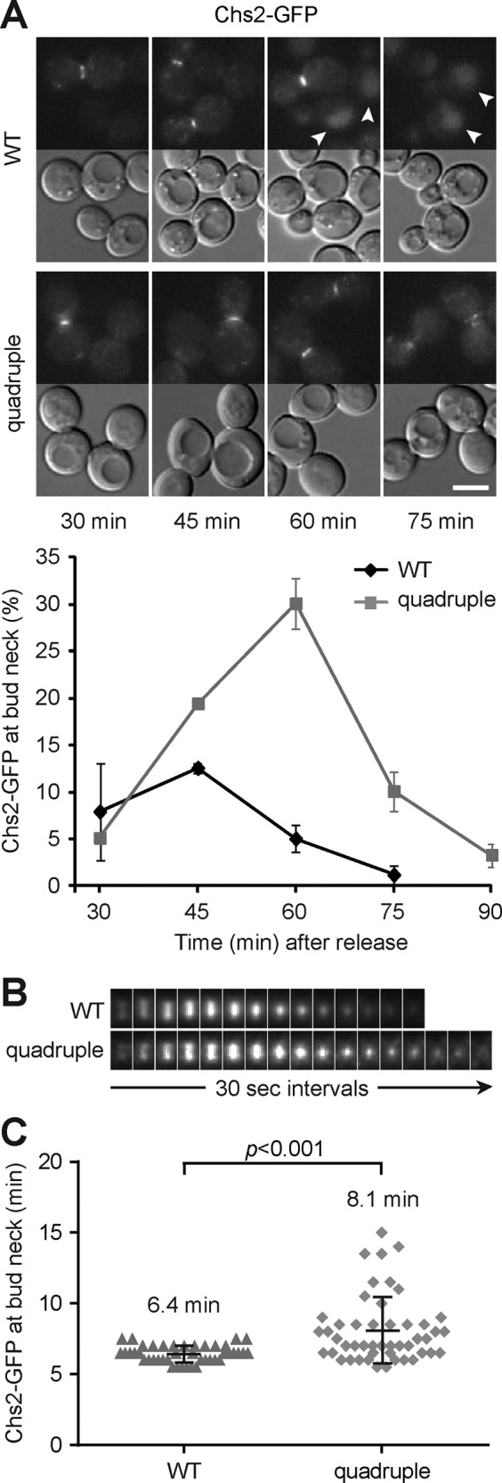 FIGURE 6: