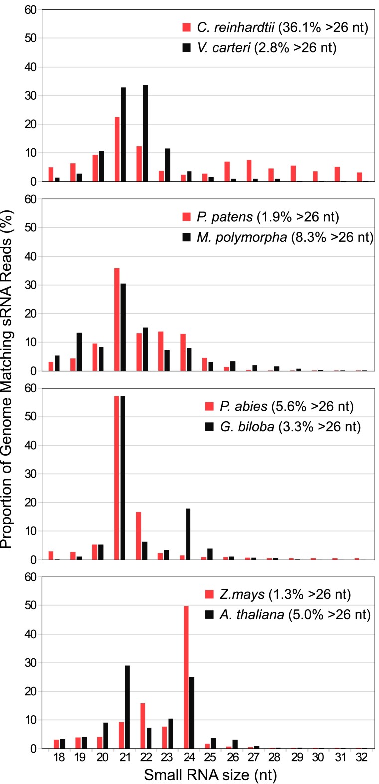 Small RNAs >26 nt in length associate with AGO1 and are upregulated by ...