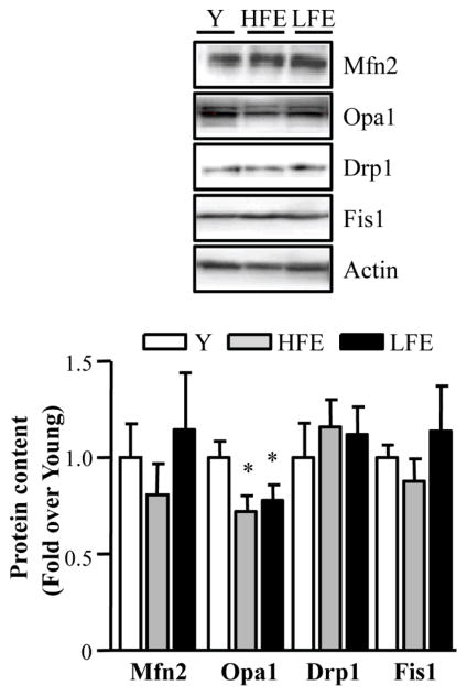 Fig. 5