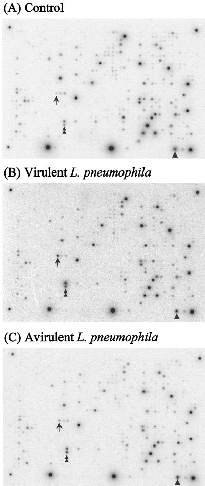 FIG. 1