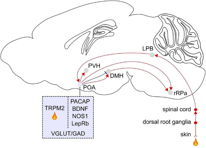 FIGURE 3