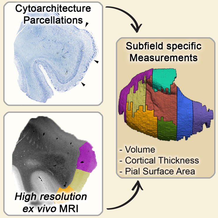 Graphical abstract