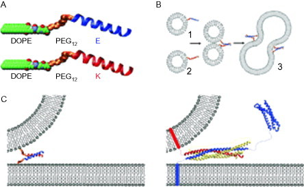 Fig. 13