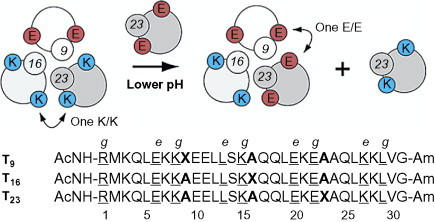 Fig. 16