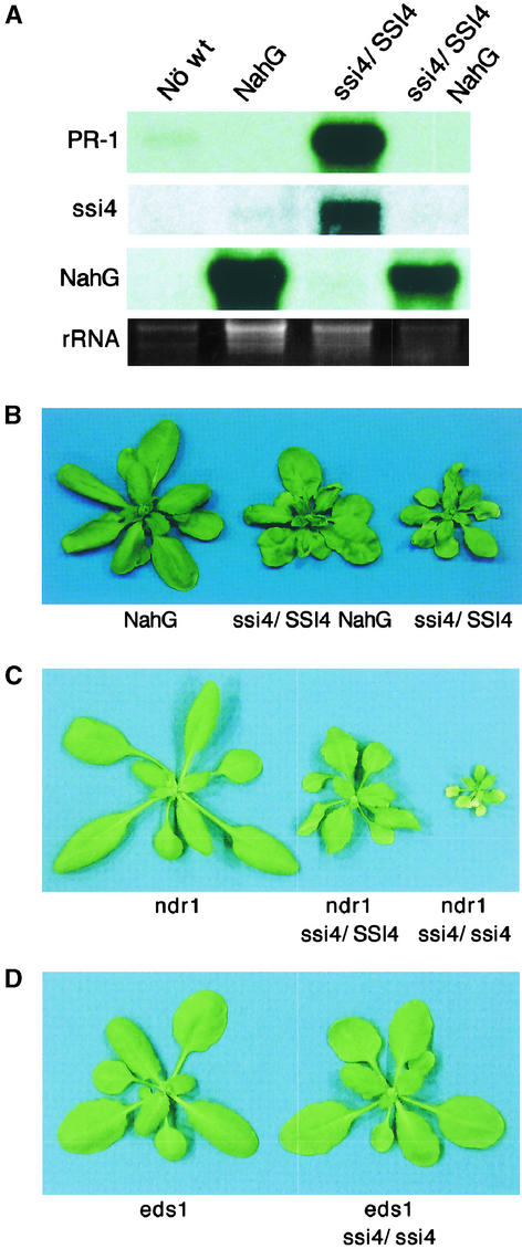 Figure 4.