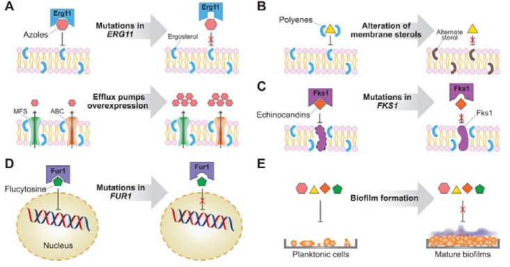 Figure 2