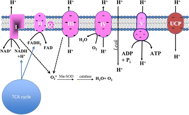 Fig. 1