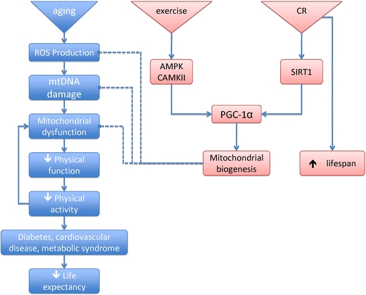 Fig. 2