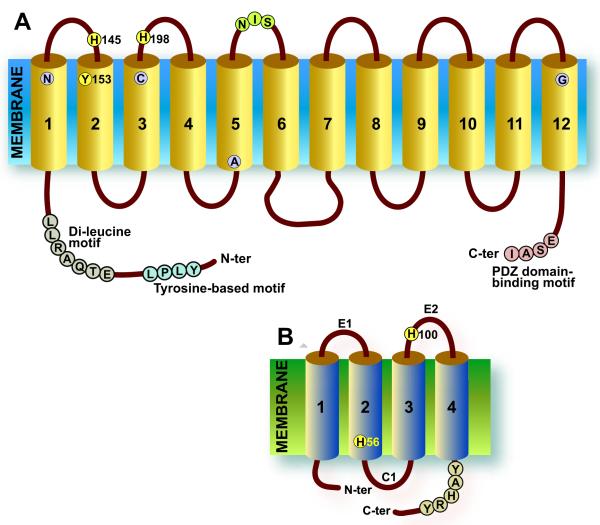 Fig. 1