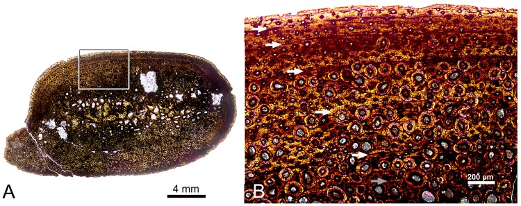 Fig 13