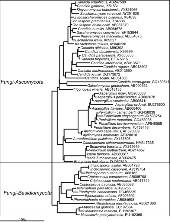 Fig 27