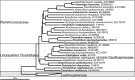 Fig 14