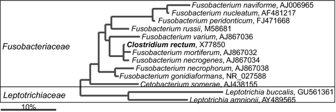 Fig 20