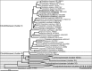 Fig 12