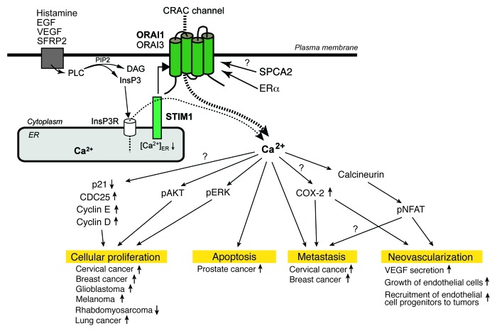 graphic file with name chan-7-379-g2.jpg