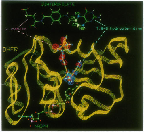 graphic file with name pnas01065-0046-a.jpg