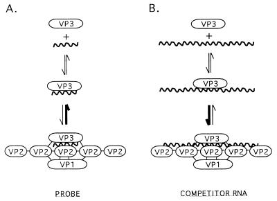 FIG. 12