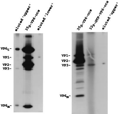 FIG. 6